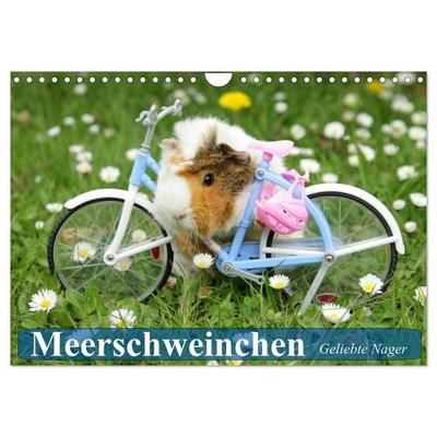 Meerschweinchen. Geliebte Nager (Wandkalender 2027 DIN A4 quer), CALVENDO Monatskalender