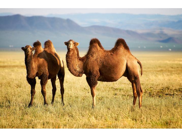 Fototapete PAPERMOON Mongolian Camels , bunt, B:3,5m L:2,6m, Vlies, Tapeten, Fototapete
