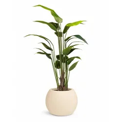 Kunstpflanze mit Topf Bananenpflanze 150cm mit Polystone Globe Topf Creme