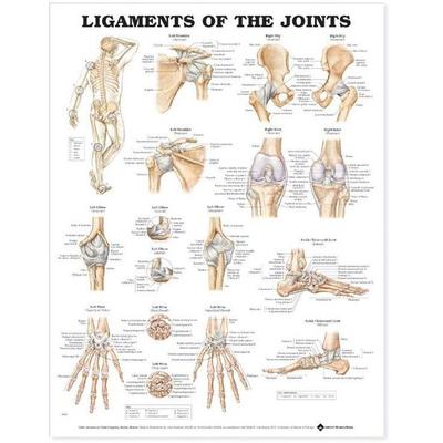 Ligaments of the Joints Anatomical Chart, von , Wolters Kluwer Health, 978-1-58779-467-4
