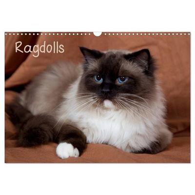 Ragdolls (Wandkalender 2027 DIN A3 quer), CALVENDO Monatskalender