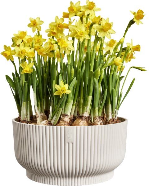 Elho Vibes Bowl Blomsterkrukke, 25 Cm, Linen White