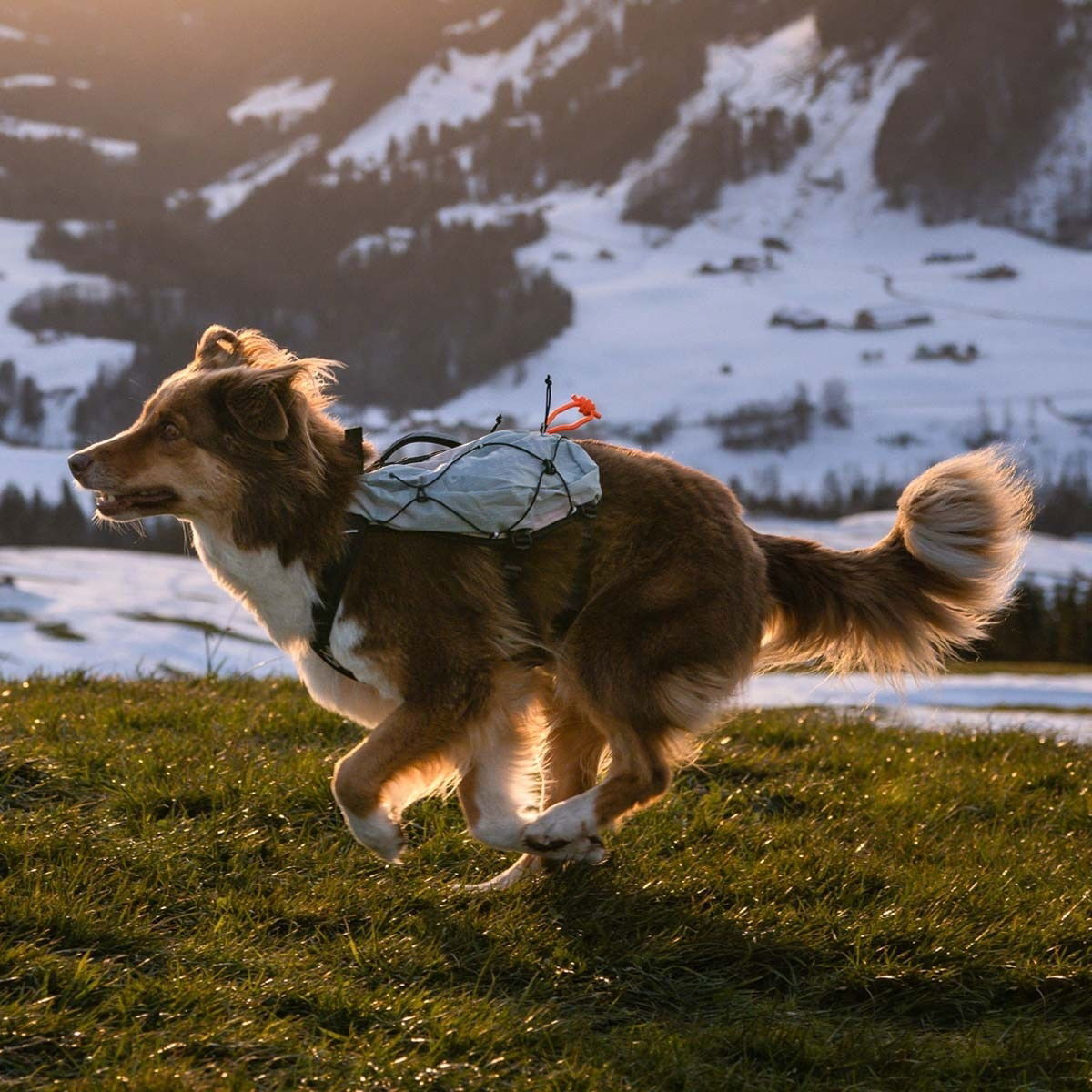 Non-stop dogwear Non-Stop Trail Light Klövjeväska Svart XL