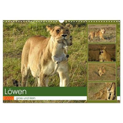 Löwen - gross und klein (Wandkalender 2027 DIN A3 quer), CALVENDO Monatskalender