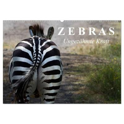 Zebras - Ungezähmte Kraft (Wandkalender 2027 DIN A2 quer), CALVENDO Monatskalender