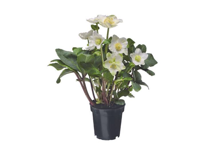 Christrose (Helleborus niger), Topfgrösse Ø10.5cm