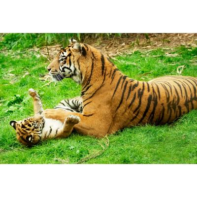 Fototapete PAPERMOON "Tiger with Baby", bunt, B:2,5m L:1,86m, Vlies, Tapeten