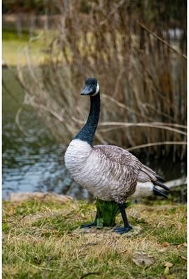 Hi-Line Gift Standing Canada Goose Statue