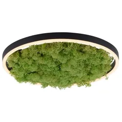 JUST LIGHT. LED-Deckenleuchte Gerda Ritus Moos 39 cm