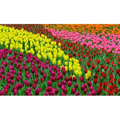 Fototapete PAPERMOON "TULPEN FELD-BLUMEN PFLANZEN BLÜTEN NATUR MUSTER DEKOR", bunt, B:3,5m L:2,6m, Vlies, Tapeten