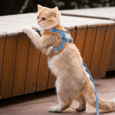 PetsAreLife Cat Harness And Leash For Walking   Adjustable Kitten Escape Proof Harnesses   Luminous Cat Harness & Leash Set Blue XL