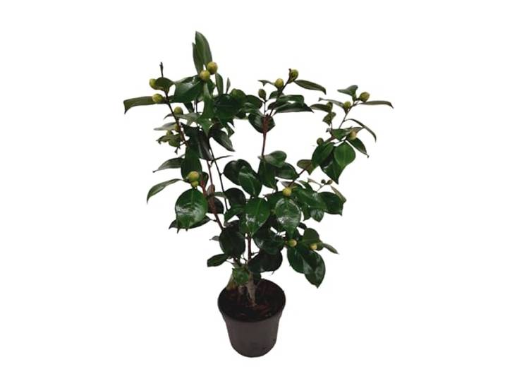 Plant in a Box - Camellia japonica Bonomiana - Japanse roos - Camellia plant winterhard - Pot 15cm - Hoogte 50-60cm