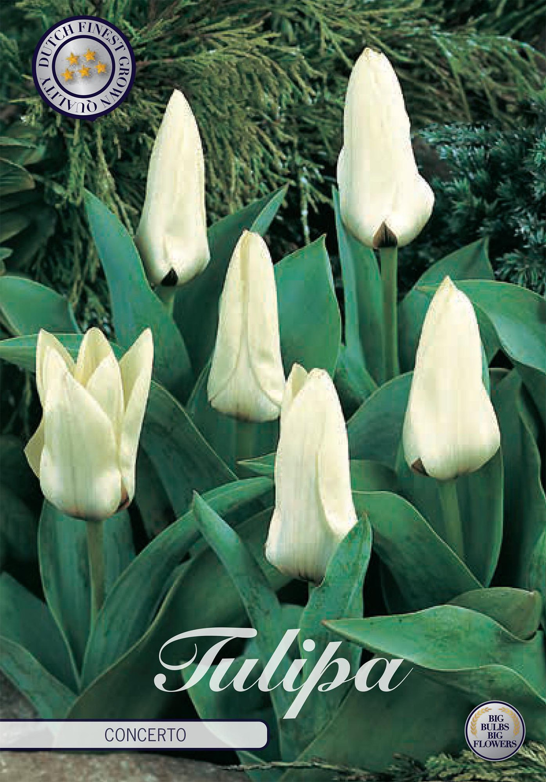 Sam van Schooten Tulpenbollen Tulpenconcert (10 stuks)