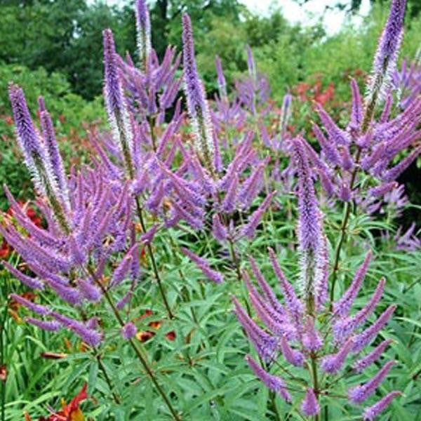 6 x Kandelaarbloem Veronicastrum virginicum Fascination Arborix, Pot van 9x9 cm
