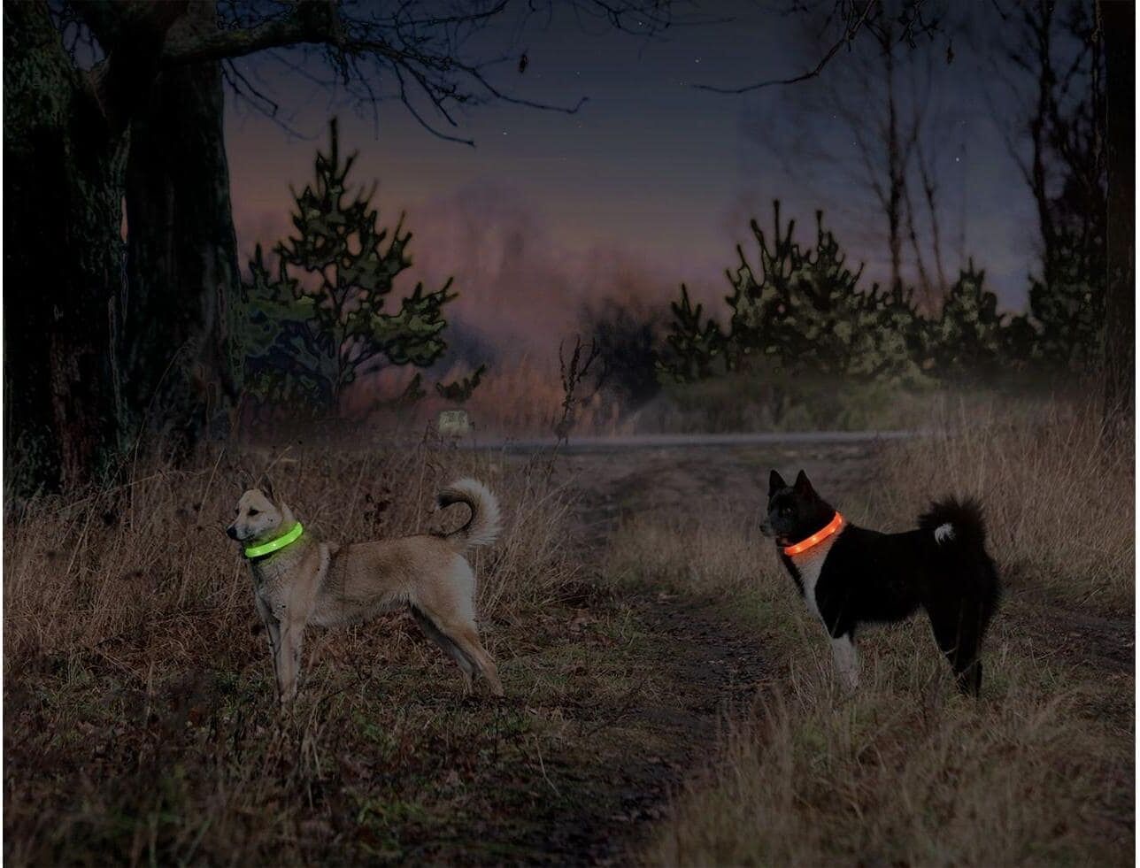 Hunde-Halsband KARLIE "Visio Light LED L", orange, B:2,5cm, Tier-Halsbänder, Hunde-Halsband orange 65cm