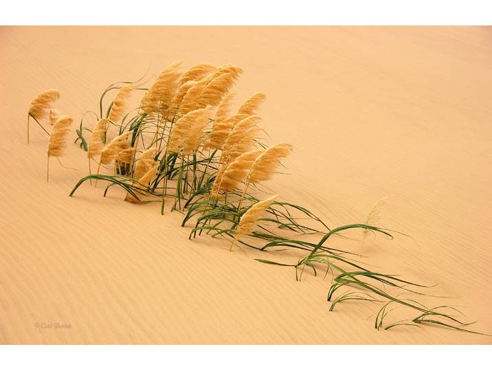 Fototapete PAPERMOON Photo-Art CARL BOSTEK, SCHILF IN DER WANDERDÜNE , bunt, B:4m L:2,6m, Vlies, Tapeten, Fototapete