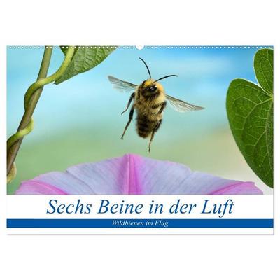 Sechs Beine in der Luft - Wildbienen im Flug (Wandkalender 2026 DIN A2 quer), CALVENDO Monatskalender