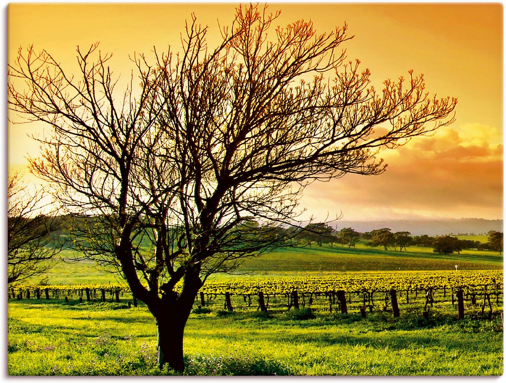 Leinwandbild ARTLAND "Landschaft mit Weinbergen", orange (farbe bild(er): orange), B:60cm H:30cm, Bilder, Leinwandbild, auf Holzrahmen gespannt farbe bild(er): orange B/H/T: 60cm x 30cm, Leinwandbild Felder Querformat, 1 Stk.