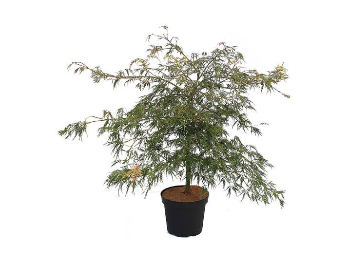 Japanischer Schlitzahorn - Acer palmatum Dissectum ' 80-100cm inklusive Topf'