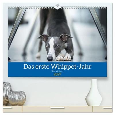 Das erste Whippet-Jahr (hochwertiger Premium Wandkalender 2027 DIN A2 quer), Kunstdruck in Hochglanz