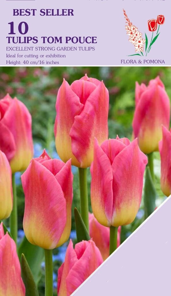 Prins Tulp Tom Pouce 10 bollen