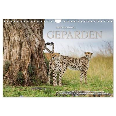 Emotionale Momente: Geparden (Wandkalender 2027 DIN A4 quer), CALVENDO Monatskalender
