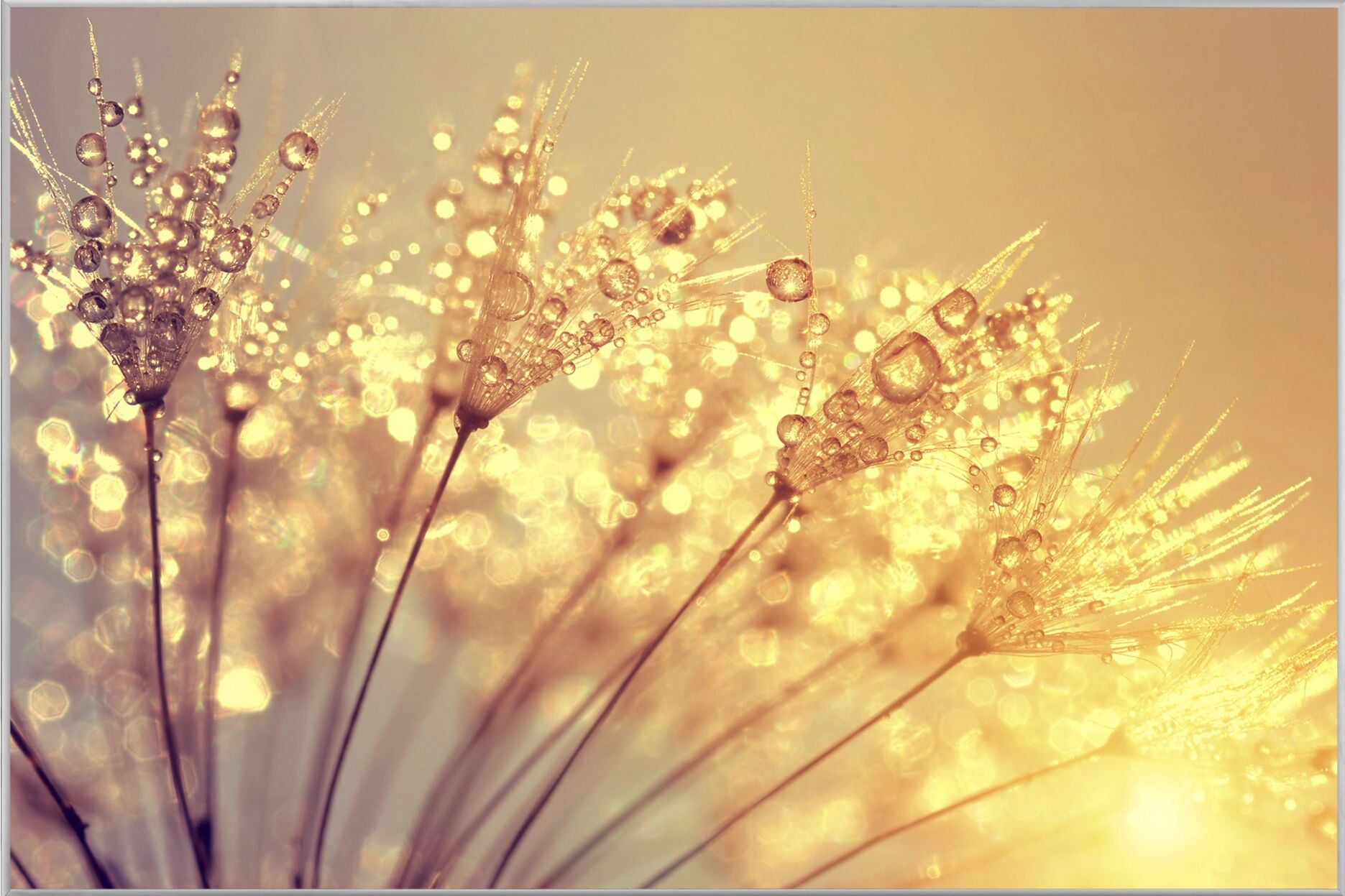 image LAND Pusteblume mit Morgentau
