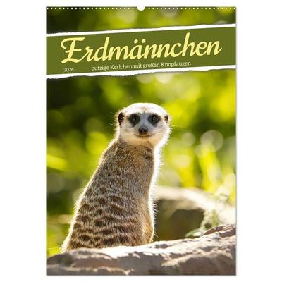 Erdmännchen, putzige Kerlchen mit großen Knopfaugen (Wandkalender 2026 DIN A2 hoch), CALVENDO Monatskalender