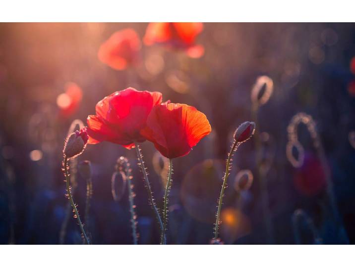 Papermoon Blumen