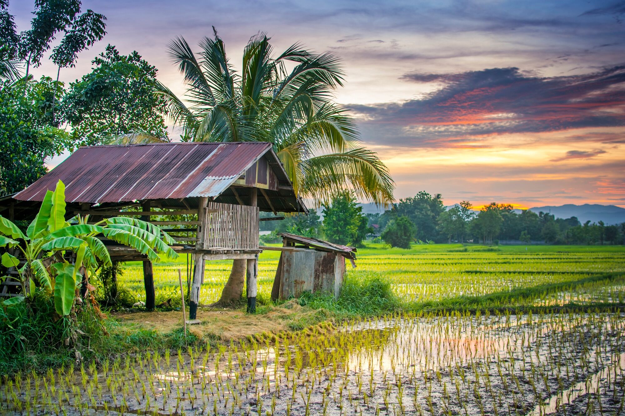 Fototapete PAPERMOON "REIS-BAUERNHOF-THAILAND HÜTTE GEBIRGE FELD GEBIRGE PALM", bunt, B:3,5m L:2,6m, Vlies, Tapeten, Fototapete bunt B/L: 3,5m x 2,6m, Bahnen: 7 Stk.