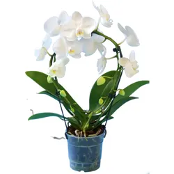 Orchidee „Koszyk Extra“ (Phalaenopsis), 2 Triebe, weiß, d9