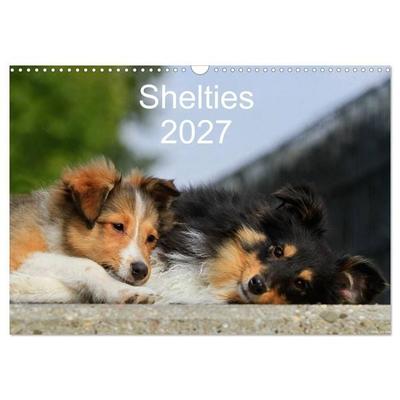 Shelties 2027 (Wandkalender 2027 DIN A3 quer), CALVENDO Monatskalender