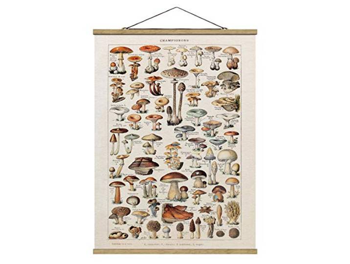 Bilderwelten Stoffbild Posterleisten Vintage Lehrtafel Pilze Hochformat 4:3 66.4x50cm Eiche