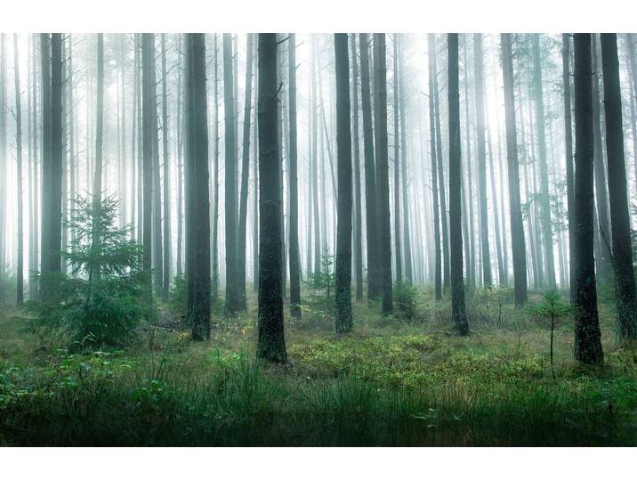 Fototapete PAPERMOON Photo-Art CHRISTIAN LINDSTEN, SEE IM WALD , bunt, B:4m L:2,6m, Vlies, Tapeten, Fototapete
