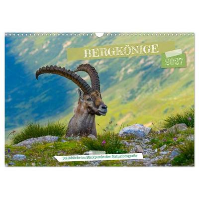 Bergkönige - Steinböcke im Blickpunkt der Naturfotografie (Wandkalender 2027 DIN A3 quer), CALVENDO Monatskalender