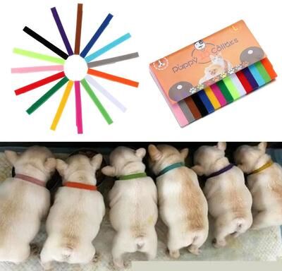 Inspired Living 15 Pack Adjustable Puppy ID Collars For Newborn Litters m 10x300mm