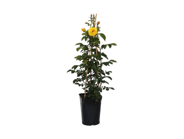Kletterrose Goldstern '®(Rosa 'Goldstern '®), TopfgrösseØ25cm'