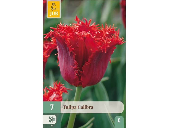 Tulp calibra 7 bollen