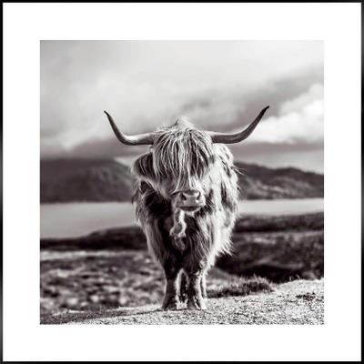 Wandbild REINDERS "Slim Frame Black 50x50 Highland Cow", schwarz (farbe bild(er): schwarz), B:50cm H:50cm T:2cm, MDF, Bilder