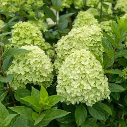 Zitronen-Limetten-Rispenhortensie – C3