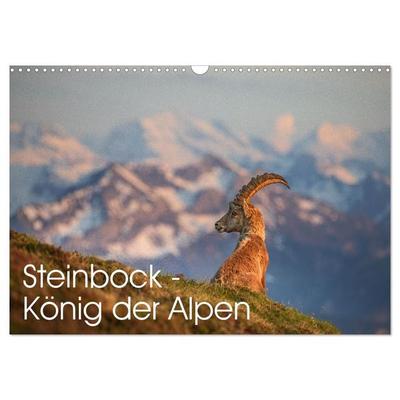 Steinbock - König der Alpen (Wandkalender 2027 DIN A3 quer), CALVENDO Monatskalender