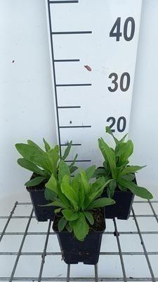 6 x Digitalis purpurea Gelber Herold Vingerhoedskruid in pot, Potmaat: 9 x 9 cm