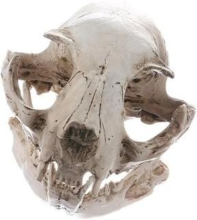 Inspire Select Realistic Resin Cat Skull Model Anatomical Animal Skeleton Decor For Teaching & Collectibles Realistic Resin Cat Skull Model Anatomical Animal Skeleton Decor For Teaching & Collectibles