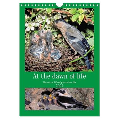 At the dawn of life the secret life of passerines (Wall Calendar 2027 DIN A4 portrait), CALVENDO 12 Month Wall Calendar