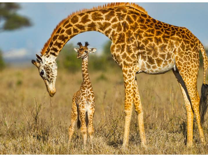 Fototapete PAPERMOON Masai Giraffe Protecting Baby , bunt, B:5m L:2,8m, Vlies, Tapeten, Fototapete