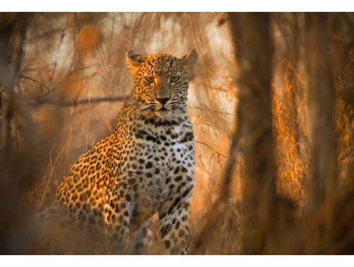 Fototapete PAPERMOON Leopard in Wald , bunt, B:4,5m L:2,8m, Vlies, Tapeten, Fototapete
