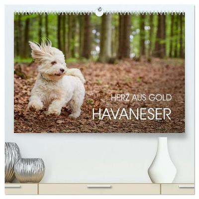 Havaneser - Herz aus Gold (hochwertiger Premium Wandkalender 2027 DIN A2 quer), Kunstdruck in Hochglanz