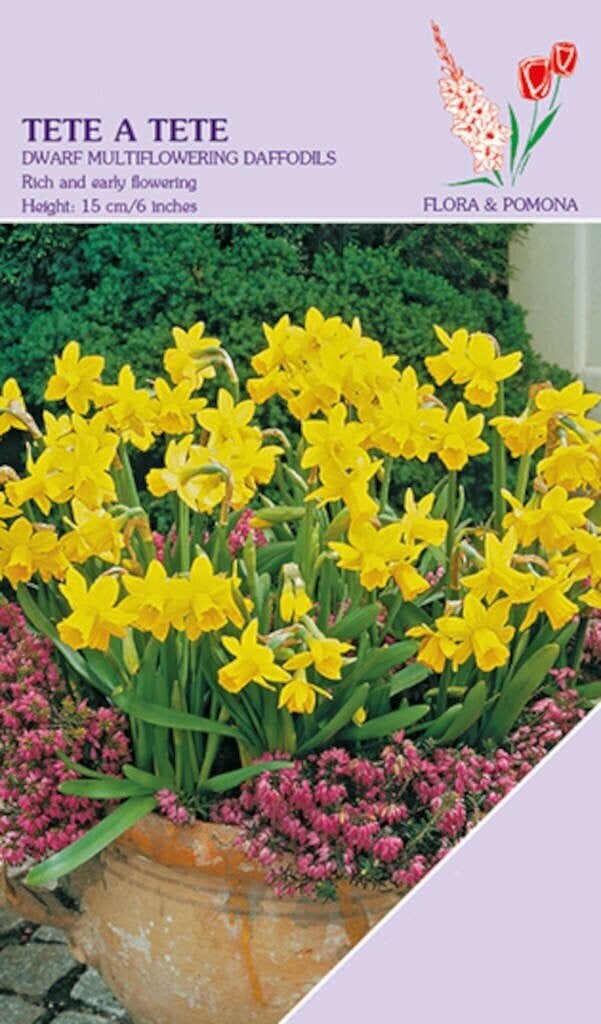 Narcis Tete a Tete bloembollen, 20 stuks, geel