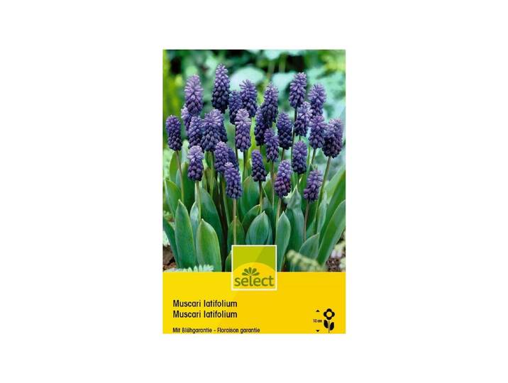Select Muscari latifolium