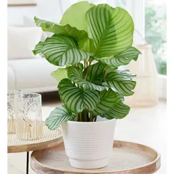 Calathea Orbifolia d12